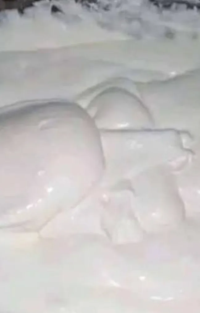 قشطة بلدي فلاحي صافي 250 جم